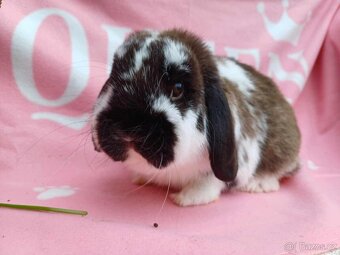 Tipový Sameček Zakrslý Beránek MiniLop - 4