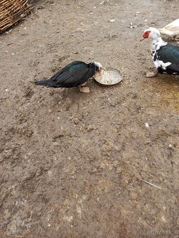 Kachna Pižmová - 4