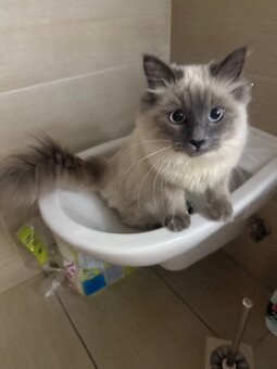 Kočička Ragdoll - 4