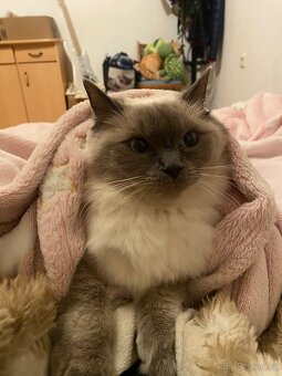 Ragdoll koťata bez PP - 4