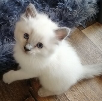 Ragdoll bez PP - 4