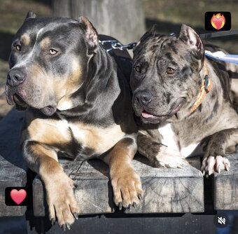 American bully xl štěně - 4