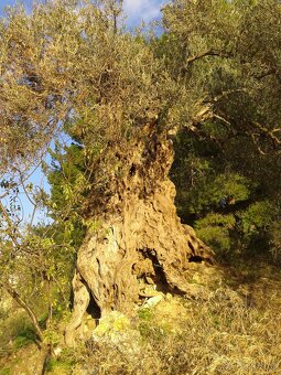 Panenský olivový olej - 4