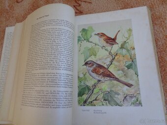 Kniha o chovu ptáků z roku 1954 v němčině - 4