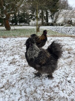 Kohout hedvábničky - 4