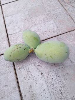 Asimína triloba-semena - 4