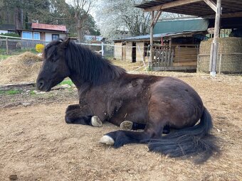 Pony valach 4 roky - 4