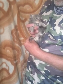 Mainská mývalí koťata po čistokrevných předcích - 4