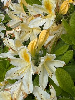 🌺 PRODÁM 3 VZROSTLÉ OKRASNÉ KEŘE – rododendrony a azalky 🌸 - 4