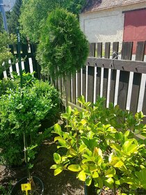 Buxus, stromkový Buxus, stromky, keře - 4
