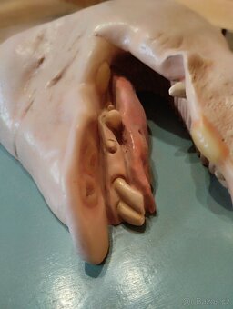 Anatomický model prasečí rypák 60 léta 20 století - 4