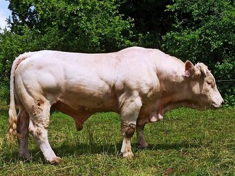 Prověřený 4-letý plemenný býk CHAROLAIS - Rezervovaný - 4