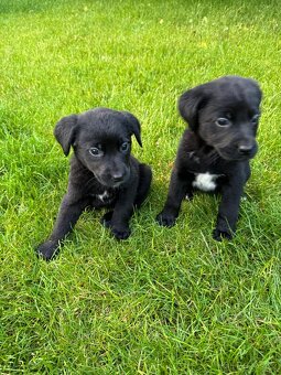 Labrador/bernski - 4
