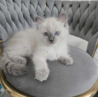 Ragdoll koťatka blue lynx - 4