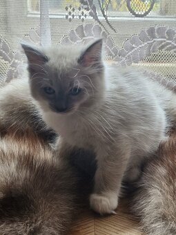 Ragdoll koťata - 4