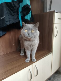 Britska koťátka - 4