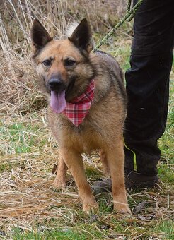 HAIFA K ADOPCI - 2,5 ROKU, PŘÁTELSKÁ, HRAVÁ, ZVĚDAVÁ - 4