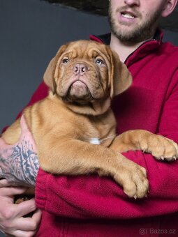 Bordeauxská doga s PP - 4