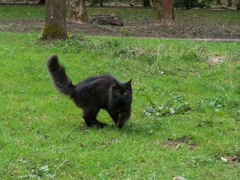 Daruji kočičku - 4