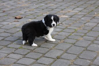 Border kolie , Border Collie FCI - 4