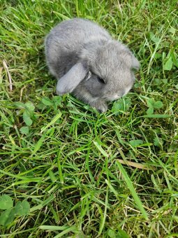 Zakrslý králíček beránek - 4