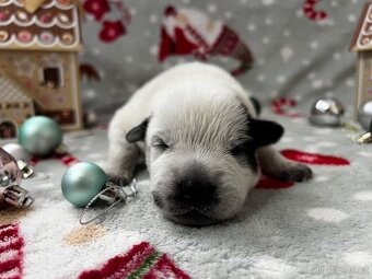 Australský honacký pes s PP (s predpokladmi do športu) - 4