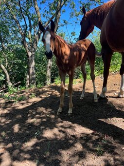 Hřebeček Million po Taris Quo Vadis - 4