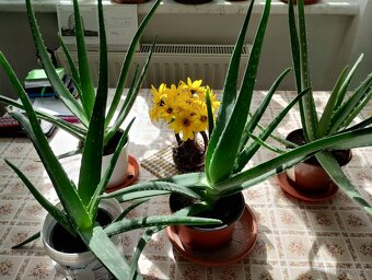 PRODÁM 3 KUSY BANÁNOVNÍKŮ A 4 KUSY ALOE VERA LÉČIVÉ - 4