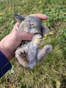 Zakrslý králíček beránek - 4