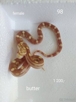 Užovka červená - 4