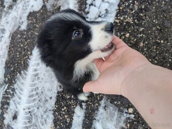 Border kolie bez PP - 4