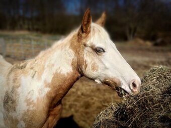 Výjimečná klisna APH - 4