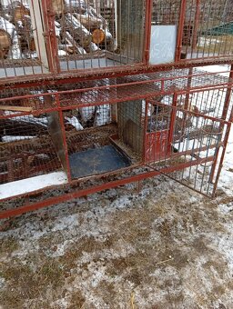 8 mi kotcova kralikarna - 4