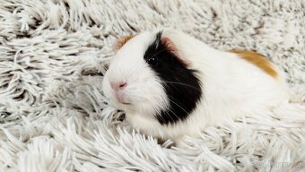 Morče, Morčátko, Morčátka, Morčata - BETTY - 4