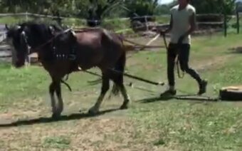 Welsh pony kobylka - 4