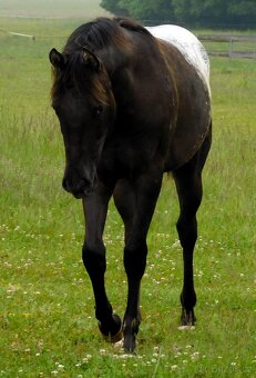 Appaloosa roční klisna - HOMOZYGOT na černou a LP - 4