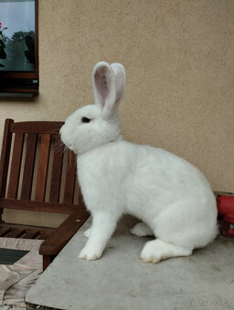 Vídeňský bílý - 4