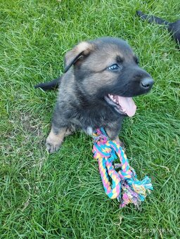 Štěňata německého ovčáka bez PP - 4