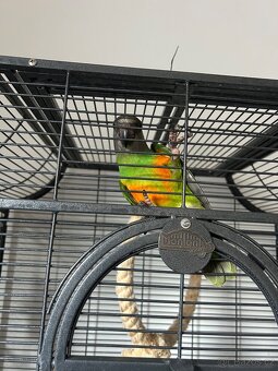 Dokrmený papoušek senegalský - 4