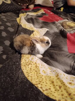 Zakrslý králík králíček - 4