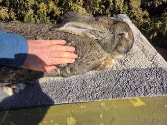 Belgický Obr - samec - 4