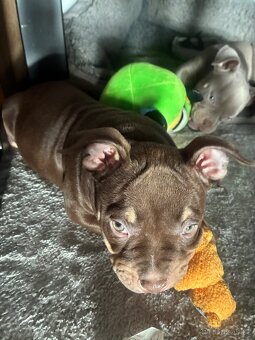 American Bully Micro s PP - 4