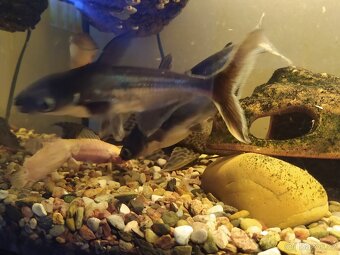 Sumeček žraločí - Pangasius sutchi - 4
