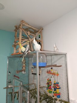 Ručně dokrmené korelky v neděli můžu přivézt směr Zlín - 4