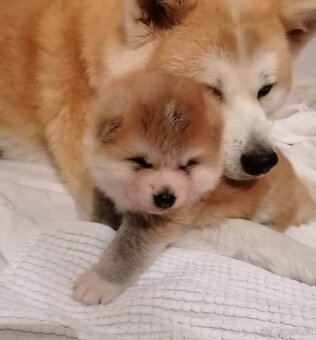 Akita inu - 4