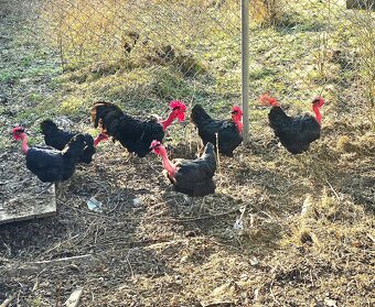 Holokrčka černá - 4