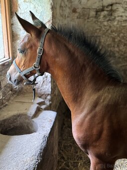 Klisnička s 75% arabské krve - 4