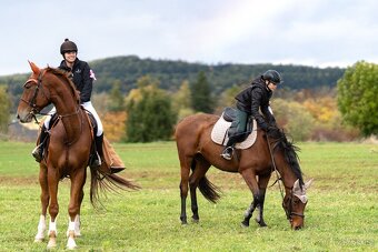 Hodná klisna do hobby sportu nebo rekre - 4