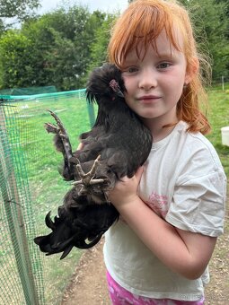 Hedvábnička x holandská chocholatá slepice - pouze slepičky - 4