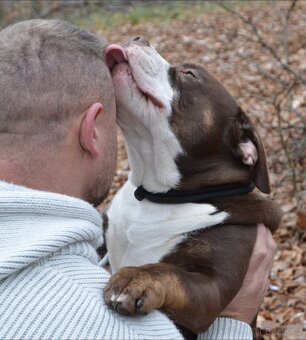 American bully - ch.s. Family Muscle Bullies - 4